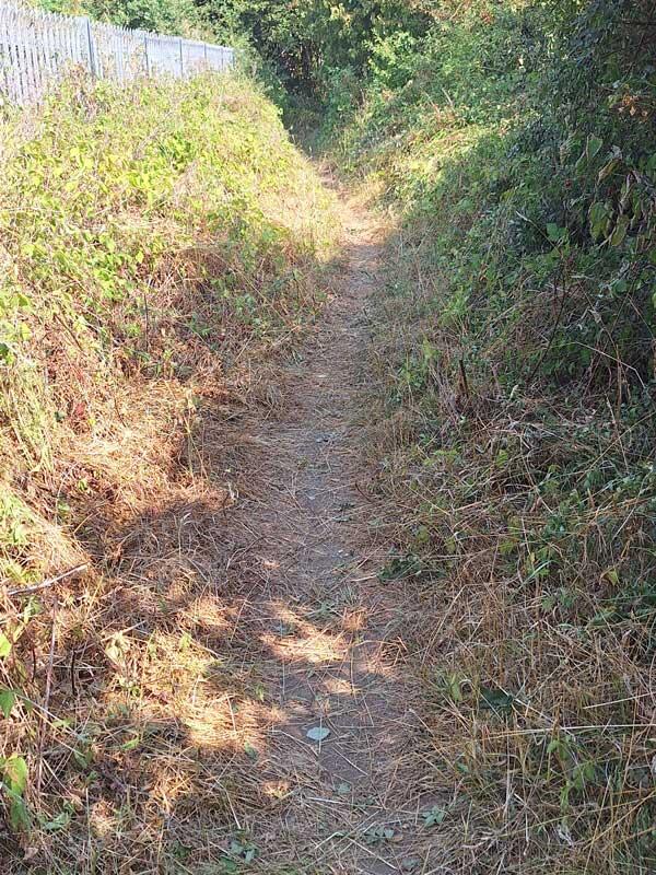 View of a narrow path between trees which is clear of vegetation